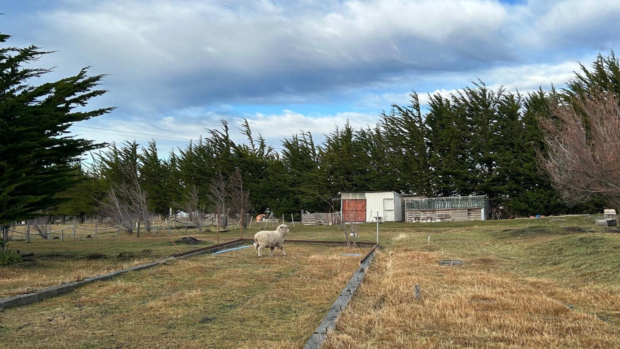 Hospedaje Isla Magdalena Punta Arenas Exteriör bild